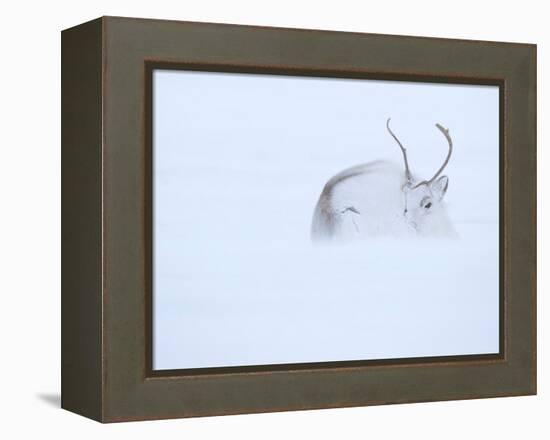 Reindeer hunkering down in snow during blizzard, Norway-Danny Green-Framed Premier Image Canvas