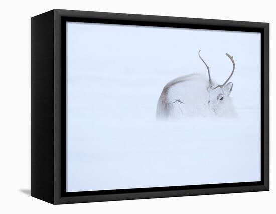 Reindeer hunkering down in snow during blizzard, Norway-Danny Green-Framed Premier Image Canvas