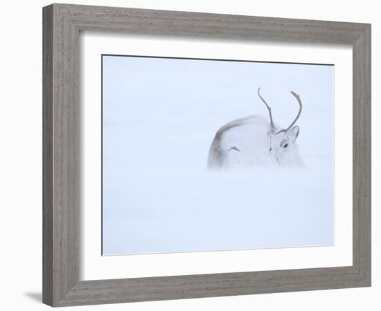 Reindeer hunkering down in snow during blizzard, Norway-Danny Green-Framed Photographic Print