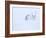 Reindeer hunkering down in snow during blizzard, Norway-Danny Green-Framed Photographic Print