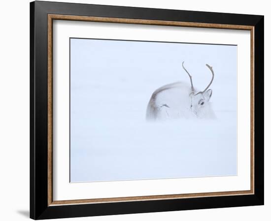 Reindeer hunkering down in snow during blizzard, Norway-Danny Green-Framed Photographic Print