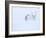 Reindeer hunkering down in snow during blizzard, Norway-Danny Green-Framed Photographic Print