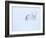 Reindeer hunkering down in snow during blizzard, Norway-Danny Green-Framed Photographic Print