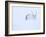 Reindeer hunkering down in snow during blizzard, Norway-Danny Green-Framed Photographic Print