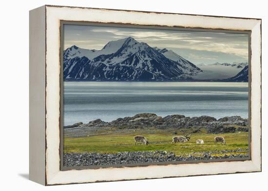 Reindeer in Svalbard,Norway-Art Wolfe-Framed Premier Image Canvas