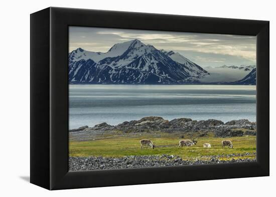 Reindeer in Svalbard,Norway-Art Wolfe-Framed Premier Image Canvas