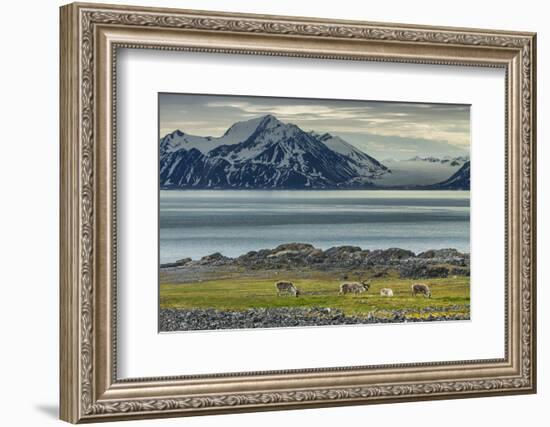 Reindeer in Svalbard,Norway-Art Wolfe-Framed Photographic Print