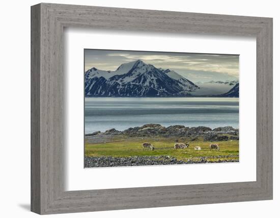 Reindeer in Svalbard,Norway-Art Wolfe-Framed Photographic Print