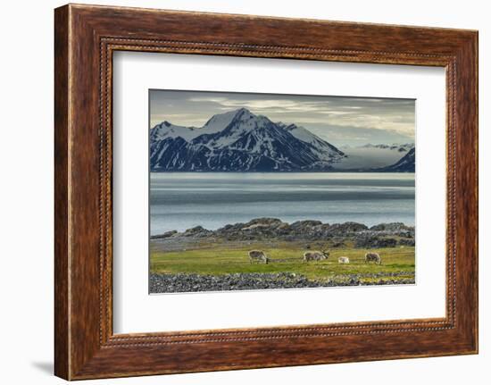 Reindeer in Svalbard,Norway-Art Wolfe-Framed Photographic Print