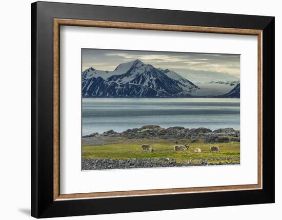 Reindeer in Svalbard,Norway-Art Wolfe-Framed Photographic Print