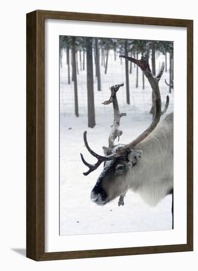 Reindeer, Jukkasjarvi, Sweden-Natalie Tepper-Framed Photo