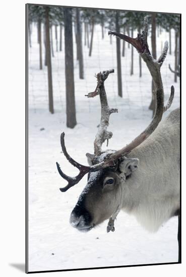 Reindeer, Jukkasjarvi, Sweden-Natalie Tepper-Mounted Photo