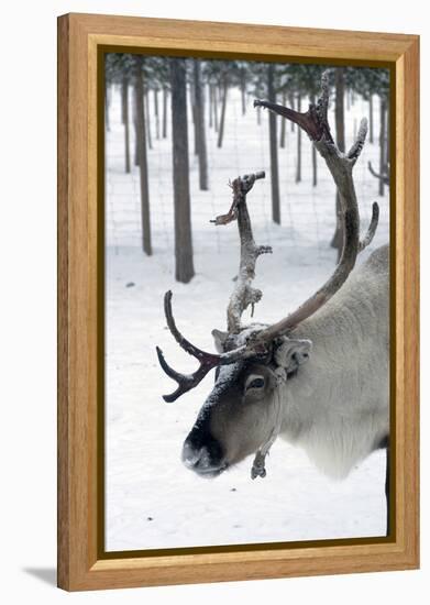 Reindeer, Jukkasjarvi, Sweden-Natalie Tepper-Framed Stretched Canvas