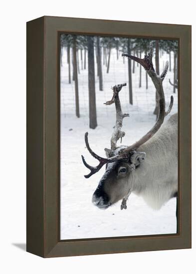 Reindeer, Jukkasjarvi, Sweden-Natalie Tepper-Framed Stretched Canvas