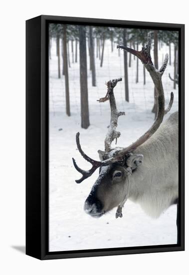 Reindeer, Jukkasjarvi, Sweden-Natalie Tepper-Framed Stretched Canvas