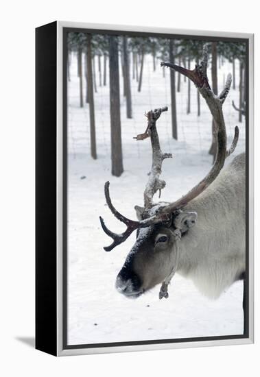 Reindeer, Jukkasjarvi, Sweden-Natalie Tepper-Framed Stretched Canvas