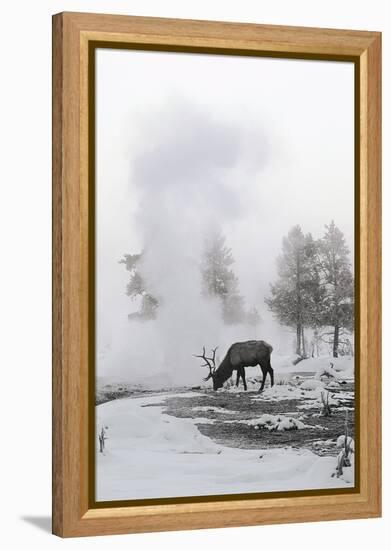 Reindeer Looking for Grass under the Snow-null-Framed Premier Image Canvas