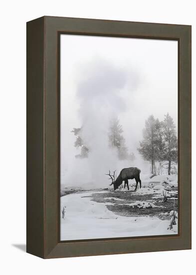 Reindeer Looking for Grass under the Snow-null-Framed Premier Image Canvas