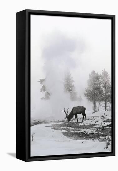 Reindeer Looking for Grass under the Snow-null-Framed Premier Image Canvas