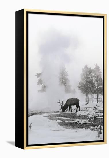 Reindeer Looking for Grass under the Snow-null-Framed Premier Image Canvas