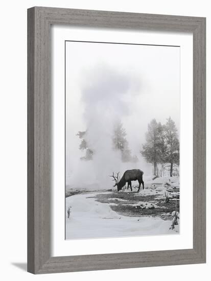 Reindeer Looking for Grass under the Snow-null-Framed Photographic Print