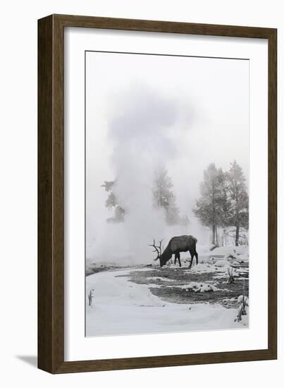 Reindeer Looking for Grass under the Snow-null-Framed Photographic Print