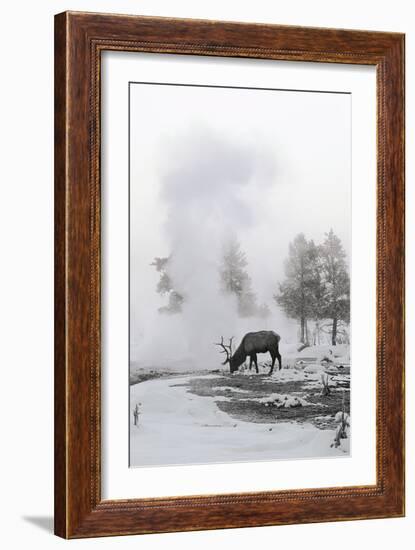 Reindeer Looking for Grass under the Snow-null-Framed Photographic Print