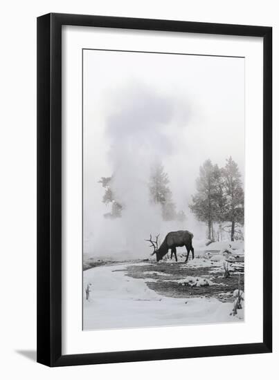 Reindeer Looking for Grass under the Snow-null-Framed Photographic Print