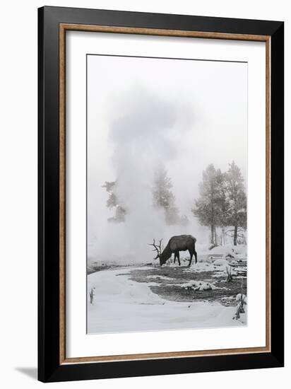 Reindeer Looking for Grass under the Snow-null-Framed Photographic Print