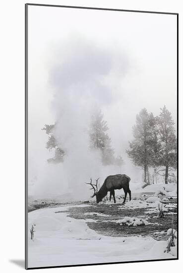 Reindeer Looking for Grass under the Snow-null-Mounted Photographic Print
