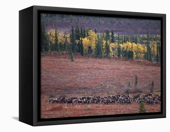 Reindeer Migration Across Tundra, Kobuk Valley National Park, Alaska, USA, North America-Staffan Widstrand-Framed Premier Image Canvas