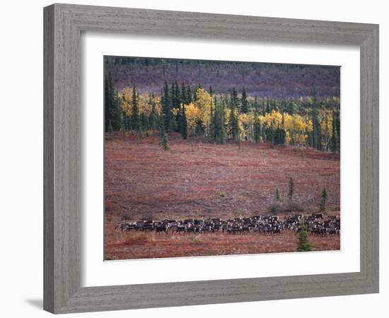 Reindeer Migration Across Tundra, Kobuk Valley National Park, Alaska, USA, North America-Staffan Widstrand-Framed Photographic Print