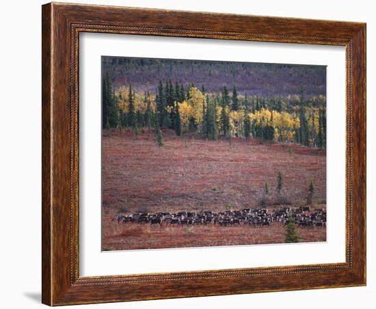 Reindeer Migration Across Tundra, Kobuk Valley National Park, Alaska, USA, North America-Staffan Widstrand-Framed Photographic Print