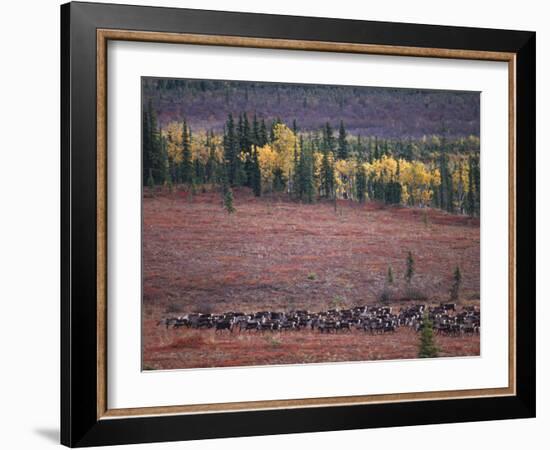 Reindeer Migration Across Tundra, Kobuk Valley National Park, Alaska, USA, North America-Staffan Widstrand-Framed Photographic Print