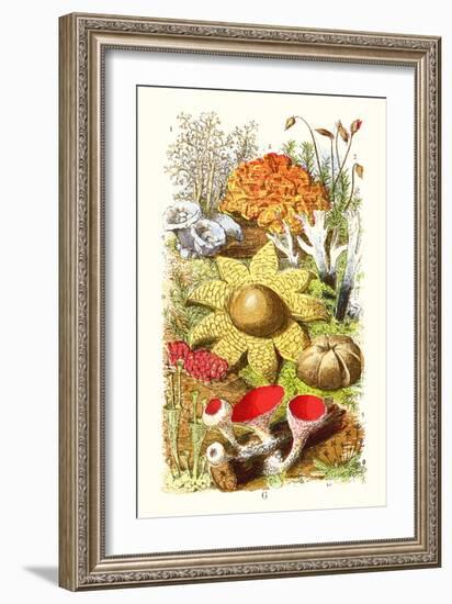 Reindeer Moss, Earth-Star, Scarlet Cup-Moss-James Sowerby-Framed Art Print