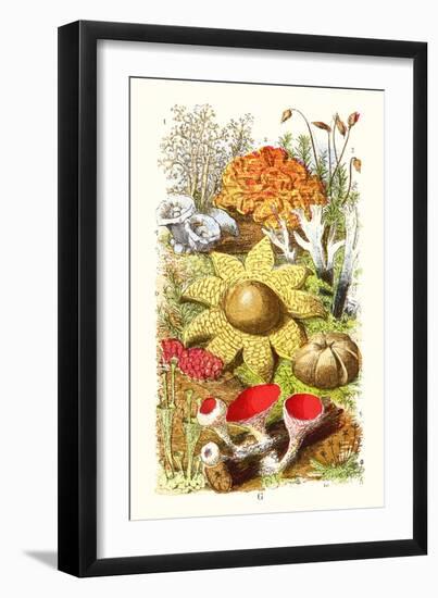 Reindeer Moss, Earth-Star, Scarlet Cup-Moss-James Sowerby-Framed Art Print