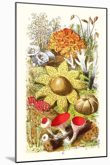 Reindeer Moss, Earth-Star, Scarlet Cup-Moss-James Sowerby-Mounted Art Print