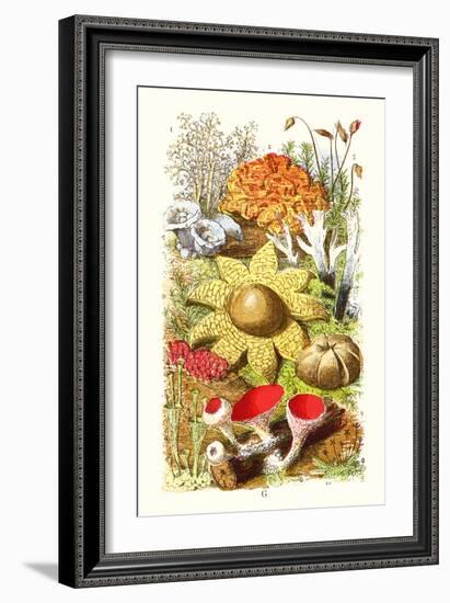 Reindeer Moss, Earth-Star, Scarlet Cup-Moss-James Sowerby-Framed Art Print