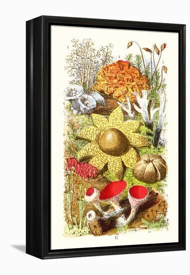 Reindeer Moss, Earth-Star, Scarlet Cup-Moss-James Sowerby-Framed Stretched Canvas