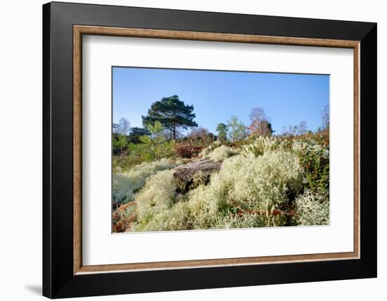 Reindeer moss lichen growing on heathland, Dorset, UK-Nick Upton-Framed Photographic Print