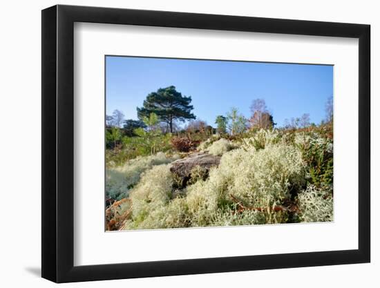 Reindeer moss lichen growing on heathland, Dorset, UK-Nick Upton-Framed Photographic Print