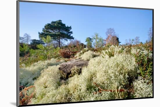 Reindeer moss lichen growing on heathland, Dorset, UK-Nick Upton-Mounted Photographic Print