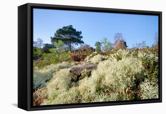 Reindeer moss lichen growing on heathland, Dorset, UK-Nick Upton-Framed Premier Image Canvas