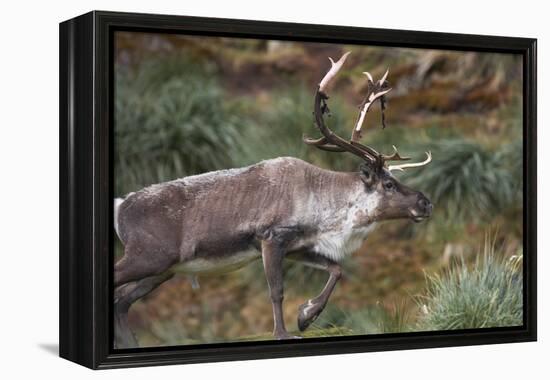 Reindeer on South Georgia Island-null-Framed Premier Image Canvas