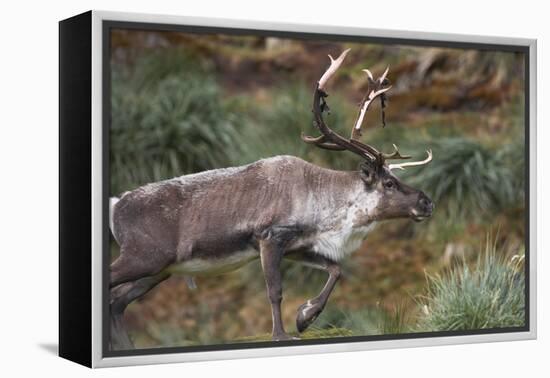 Reindeer on South Georgia Island-null-Framed Premier Image Canvas