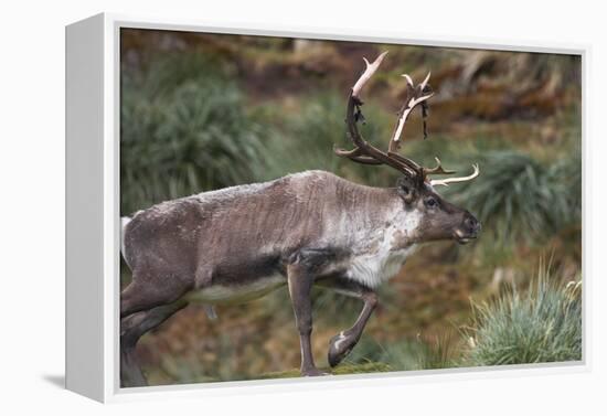 Reindeer on South Georgia Island-null-Framed Premier Image Canvas