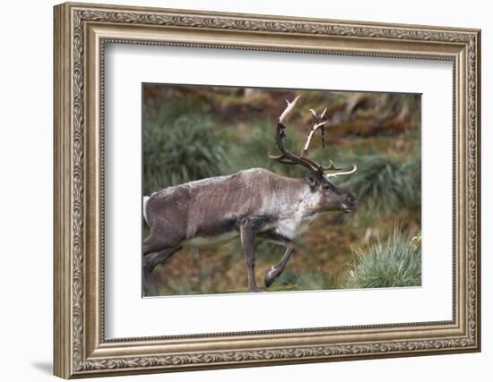 Reindeer on South Georgia Island-null-Framed Photographic Print