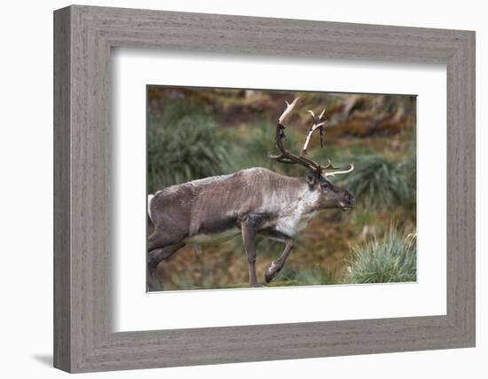 Reindeer on South Georgia Island-null-Framed Photographic Print