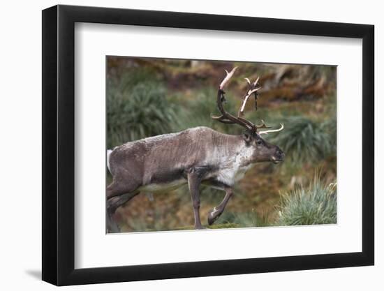 Reindeer on South Georgia Island-null-Framed Photographic Print