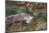 Reindeer on South Georgia Island-null-Mounted Photographic Print